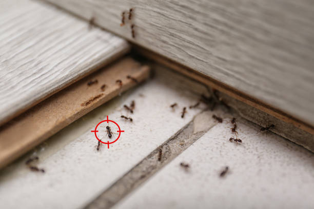 Wasp Removal Services in Uintah, UT