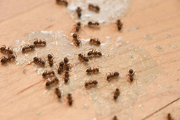 Best Pest Control for Homes  in Uintah, UT